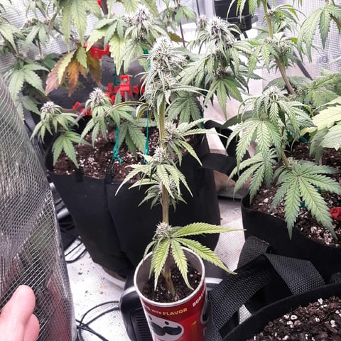 Moving On — flower, day 26