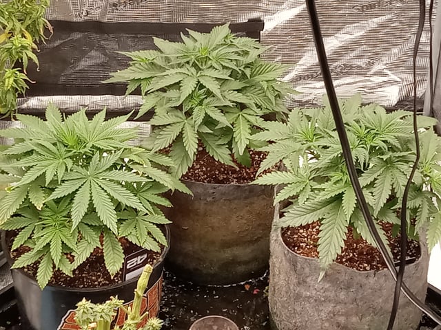 Gorilla Zittels ---also Manderian Sunset -a Applefritter-and Chem Dog -and Mendo Guva!