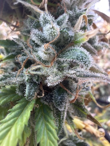 Green Crack — flower, day 45