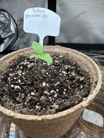 White Russian — vegetative, day 3