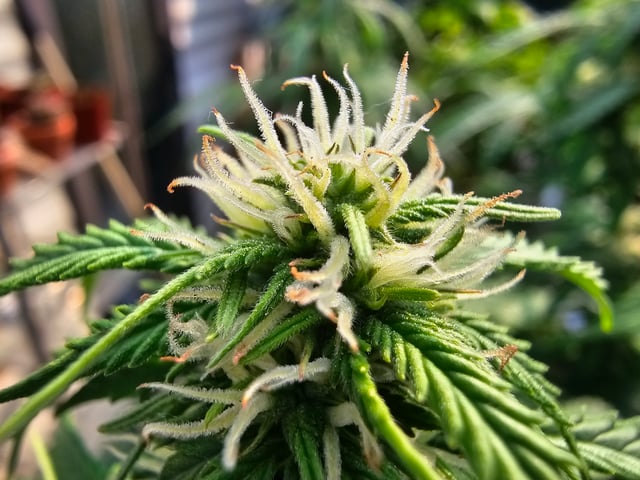 round 2 — flower, day 51