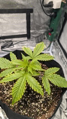 Grow 1 — vegetative, day 23
