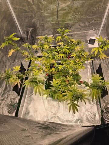2nd Grow 3x5 tent — flower, day 121