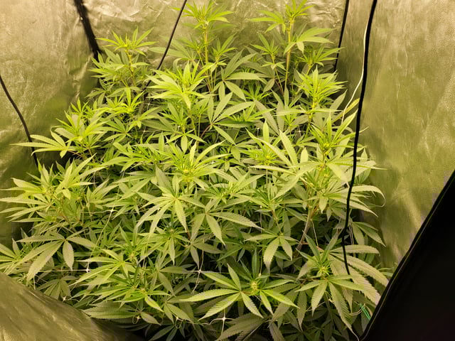 #3 — flower, day 39