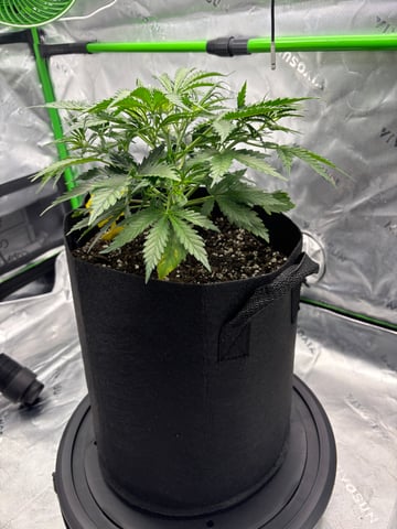 Fall 2025 Grow — vegetative, day 27