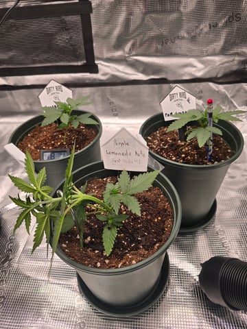 Fast Buds - Purp Lemonade — vegetative, day 24