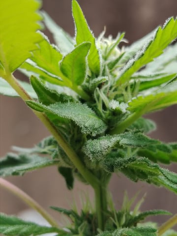 permanent marker feminised  — flower, day 48