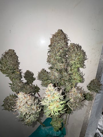 zunami s1 grounded genetics  — harvest, day 99