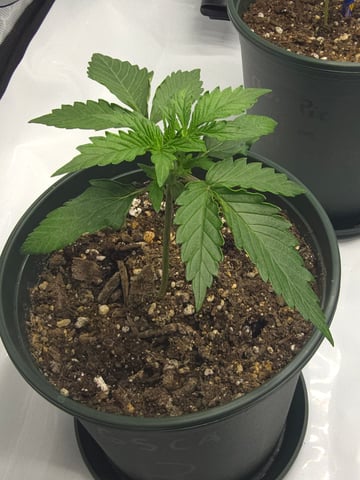 Homegrown - 🍒 🥧 & GSC Auto, 🚀 Seeds 🍌 Buttercups  — vegetative, day 20