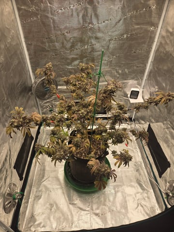 2nd Grow 3x5 tent — flower, day 149