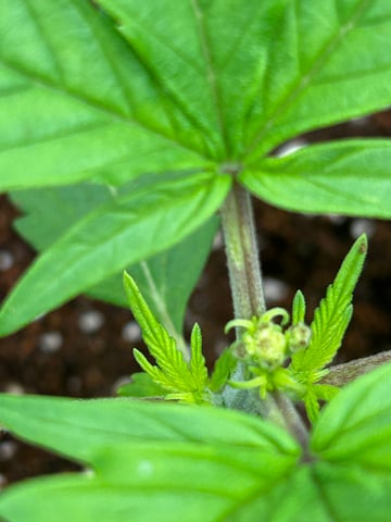 sticking to basics second grow — vegetative, day 10