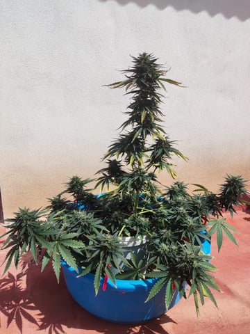 🍁Segunda Hornada — auto, day 14