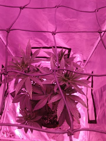 CountryG  — seedling_rooting, day 83