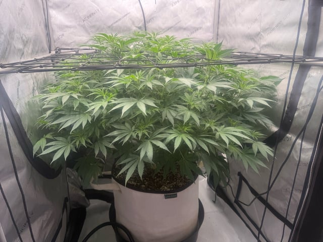 Another hard start! — flower, day 53