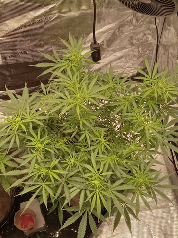   and one L.a kush cake . — flower, day 84