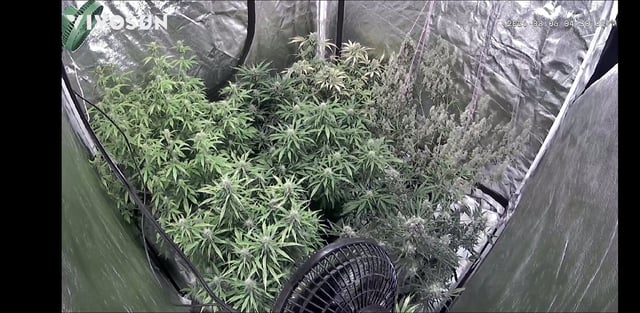 Autos AGAIN — flower, day 70