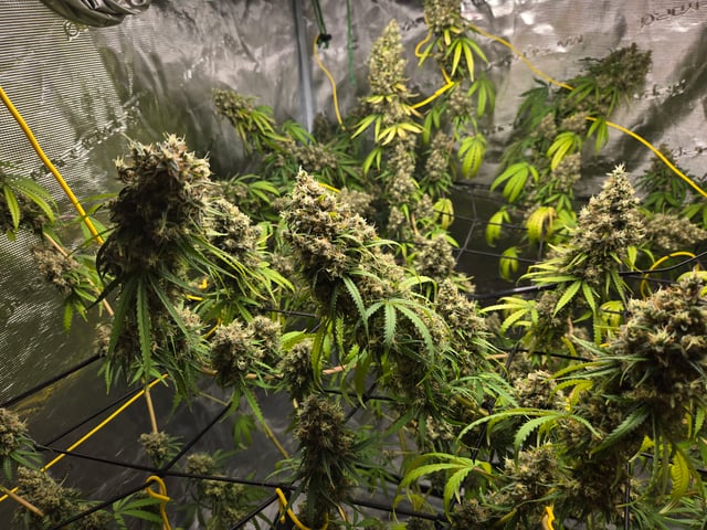 Big Momma Blue Dream  — flower, day 70