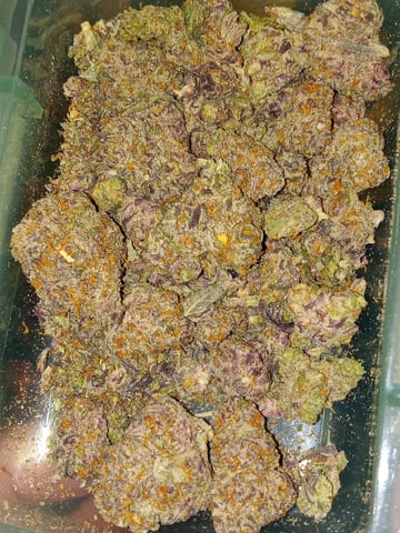 critical purple kush x peyote wifi  in the auto pot system tray 2 grow with added microhazian to the coco coir  — flower, day 81