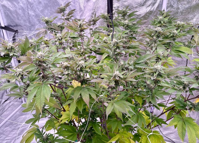 grow 4 — flower, day 78