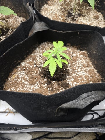 Indoor — seedling_rooting, day 34