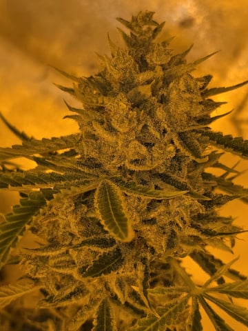 3rd Auto Grow — flower, day 113