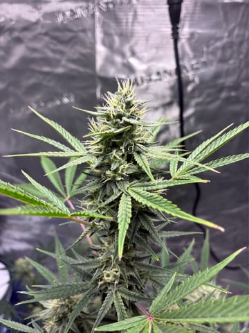 ripleys og — flower, day 70