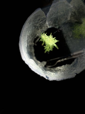 Smokey’s  — vegetative, day 9