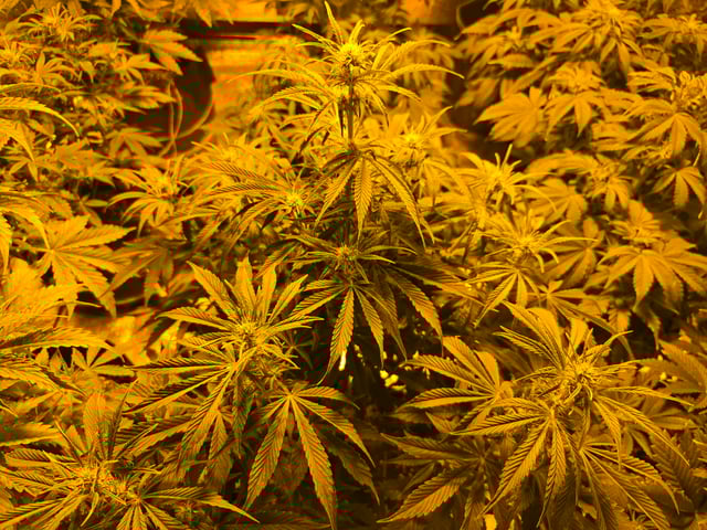 2nd Autoflower Indoor Grow — flower, day 46