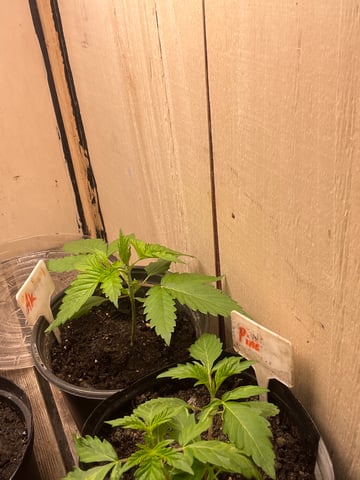 Ak-47 (Fast Verison) and pine Auto  — vegetative, day 20
