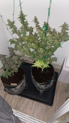 pineapple Express  — none, day 43