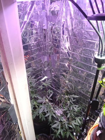 Queen Royal Autoflower  — flower, day 104