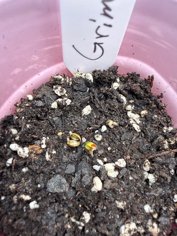 Grim Truffes — seedling_rooting, day 2
