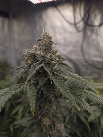 Oceanz 16 — flower, day 155