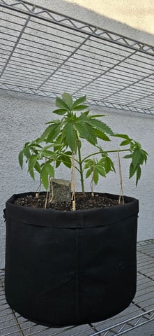 Mystery Weed Plant — vegetative, day 61