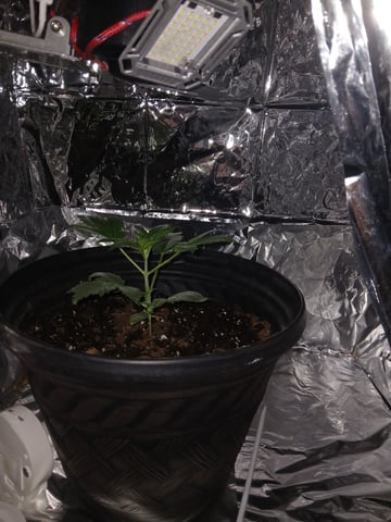 1st Grow — vegetative, day 13
