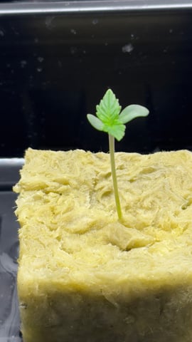 Northern Lights  — germination, day 7