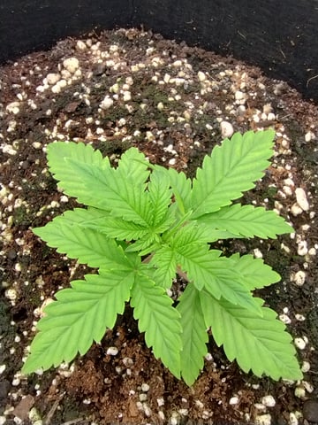 First grow — vegetative, day 20