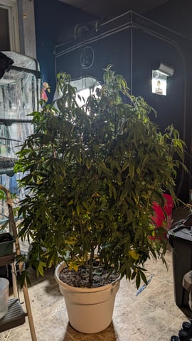 Veg Tent — vegetative, day 1