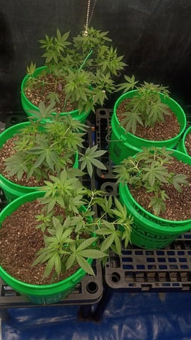 Third Grow — vegetative, day 48