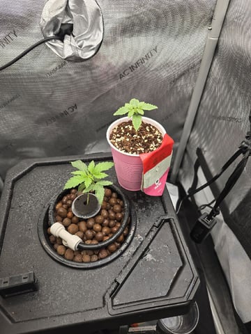 Barney's Farm - Pink Mist — vegetative, day 8