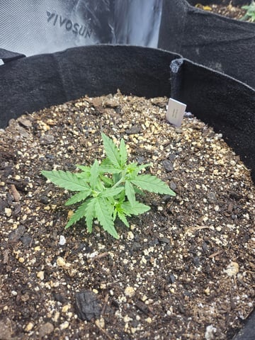 Black Widow  — vegetative, day 7
