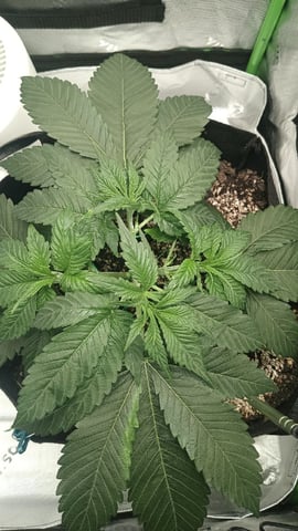 Critical Purple Kush — vegetative, day 46
