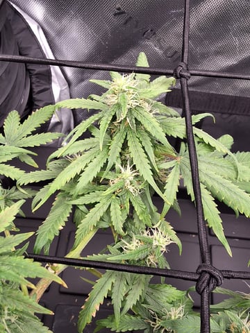 STELLA — flower, day 80