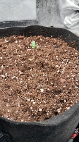 No3 — germination, day 8