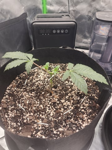trap n pink — vegetative, day 26