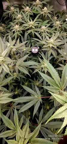 Found my Females... Game On! — flower, day 160