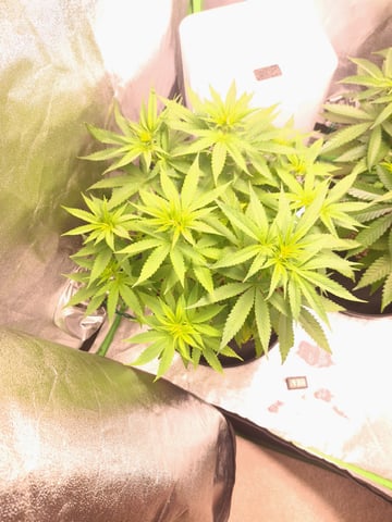 Pineapple Chunk/Runtz
