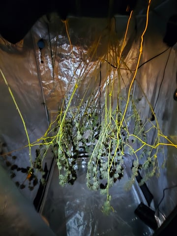 Big Momma Blue Dream  — harvest, day 76