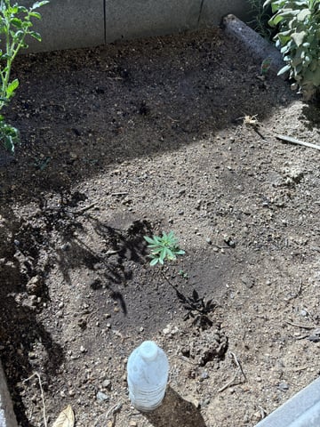 2 Auto 1 Mystery Photo — vegetative, day 62