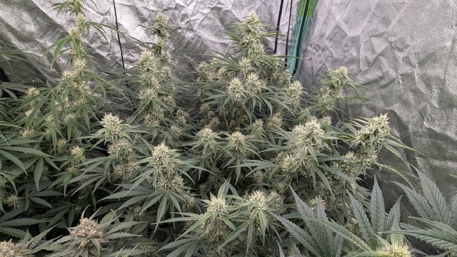 Perpetual Autoflower Mixed Grow #3 — flower, day 54